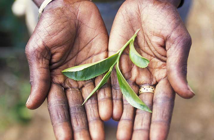 Sri Lankan tea leaves